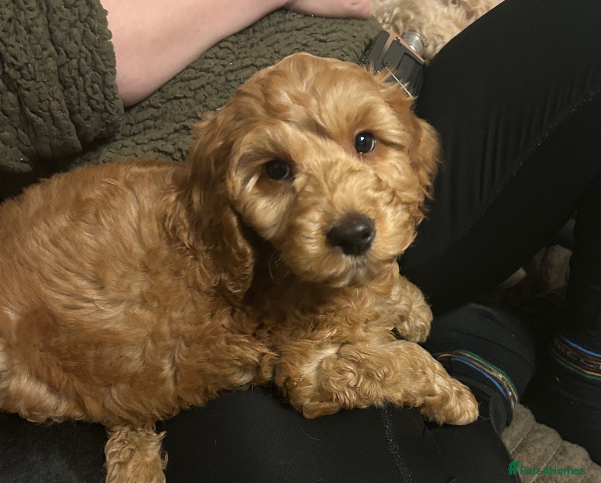 Cockapoo dogs F1 LAST RED BOY REMAINING - Advert 6