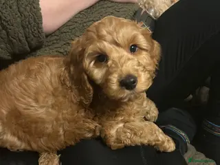 Cockapoo dogs F1 LAST RED BOY REMAINING - Advert 2