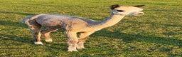 Alpaca livestock for sale: Alpacas for Sale - Advert 15