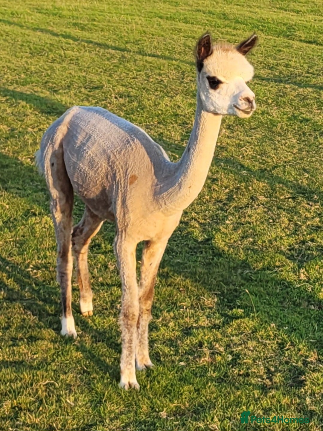 Alpaca livestock for sale: Alpacas for Sale - Advert 15