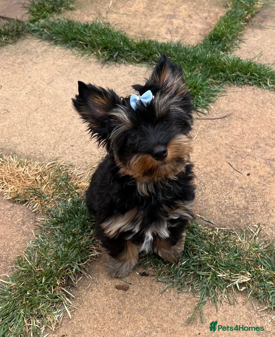 Yorkshire Terrier dogs for sale: Tiny Boys !!! Pedigrees !!! in Coventry - Image 12
