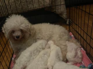 Bichon Frise dogs BEAUTIFUL BICHONS - Advert 16