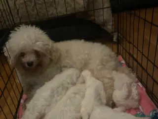 Bichon Frise dogs BEAUTIFUL BICHONS MALES ONLY - Advert 3