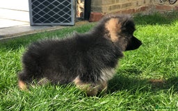 German Shepherd dogs for sale:  kc health tested long haired German shepherd pups - Image 25