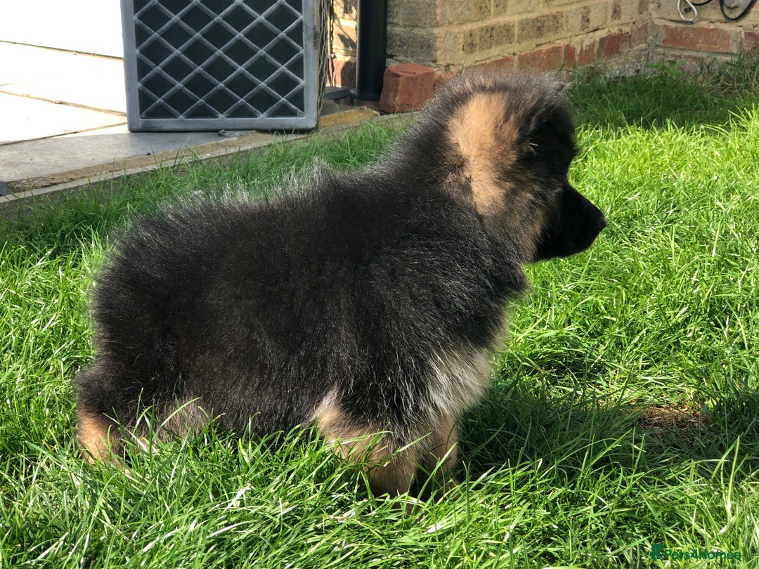 German Shepherd dogs for sale:  kc health tested long haired German shepherd pups - Image 25