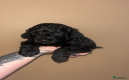 Cockapoo dogs for sale: Beautiful cockapoo for sale  - Image 6