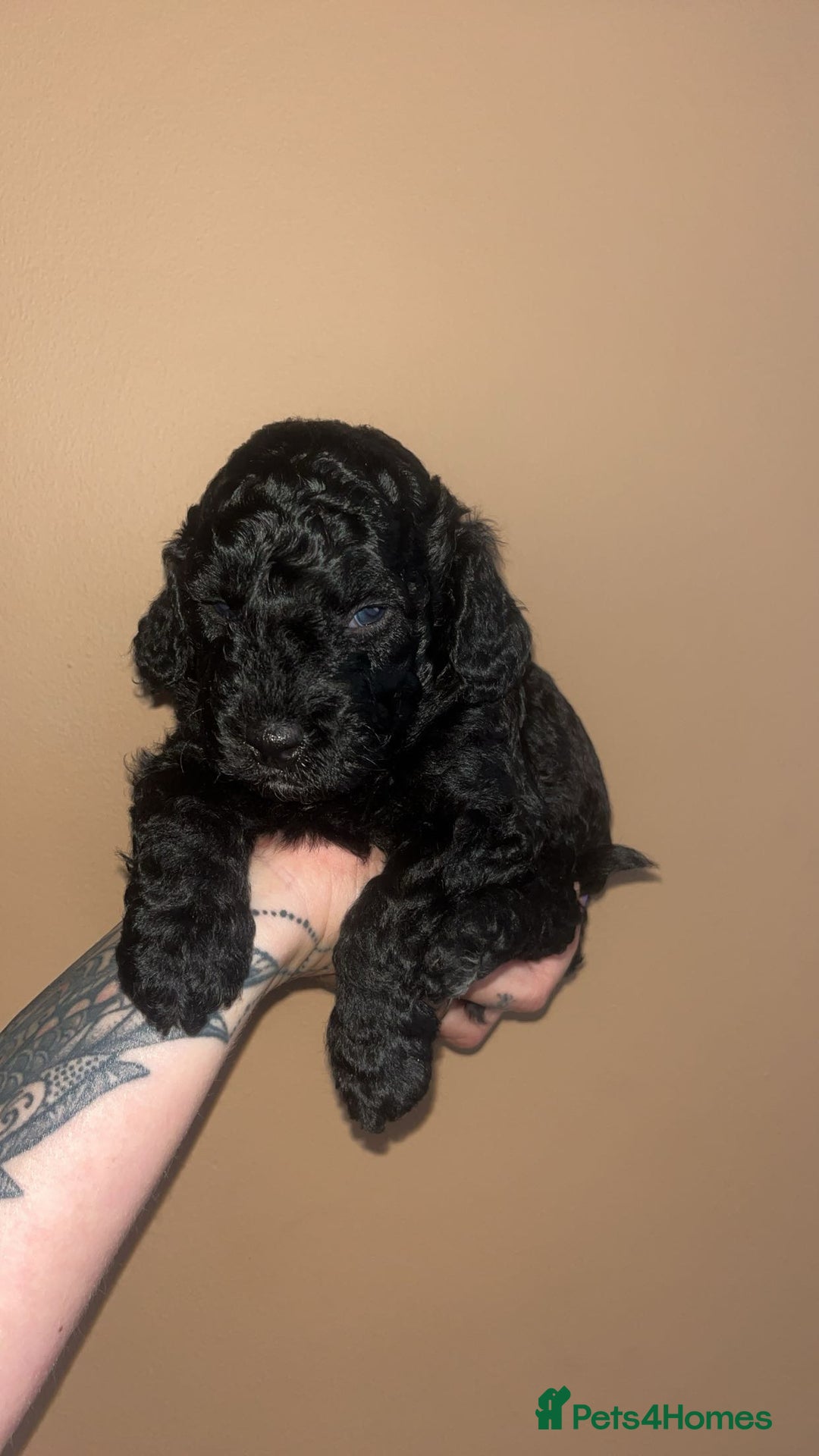 Cockapoo dogs for sale: Beautiful cockapoo for sale  - Image 6