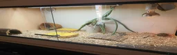 Tortoise reptiles for sale: Dwarf western hermann tortiose in Portsmouth - Advert 10