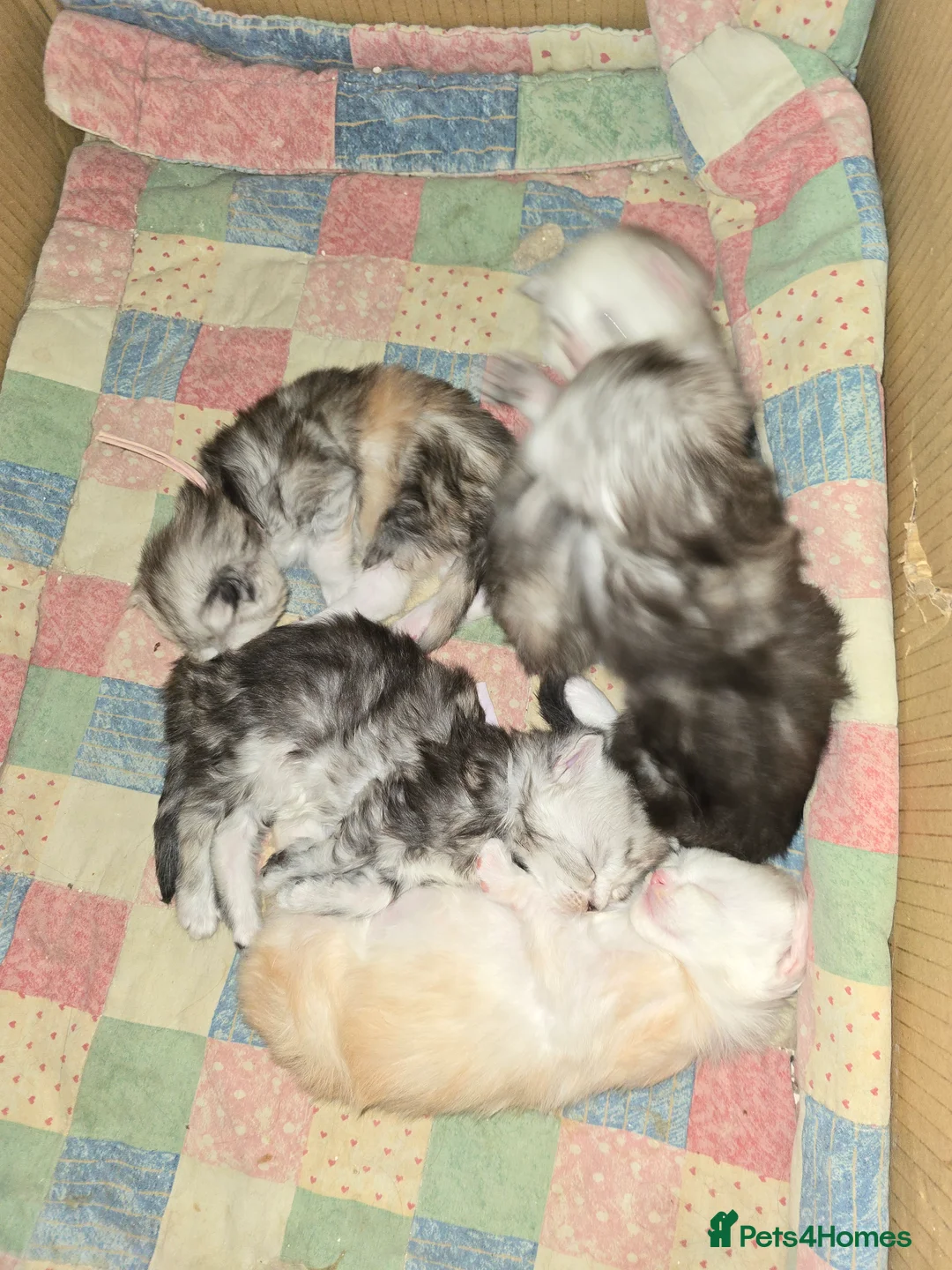 Maine Coon cats for stud: Black Shaded Maine Coon Large Imported in Hull - Advert 26