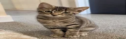 European cats for sale: Gorgeous Kittens Ready For New Home - Advert 20