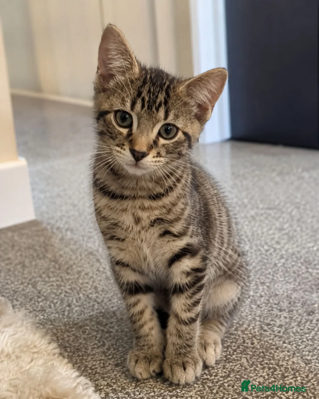 European cats for sale: Gorgeous Kittens Ready For New Home - Advert 20