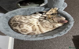 Bengal cats for sale: 🐆✨[REDUCED TO CLEAR!!] LAST THREE PURE BENGAL’S❤️ - Image 3