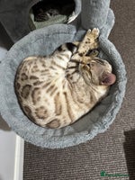 Bengal cats - Advert 1