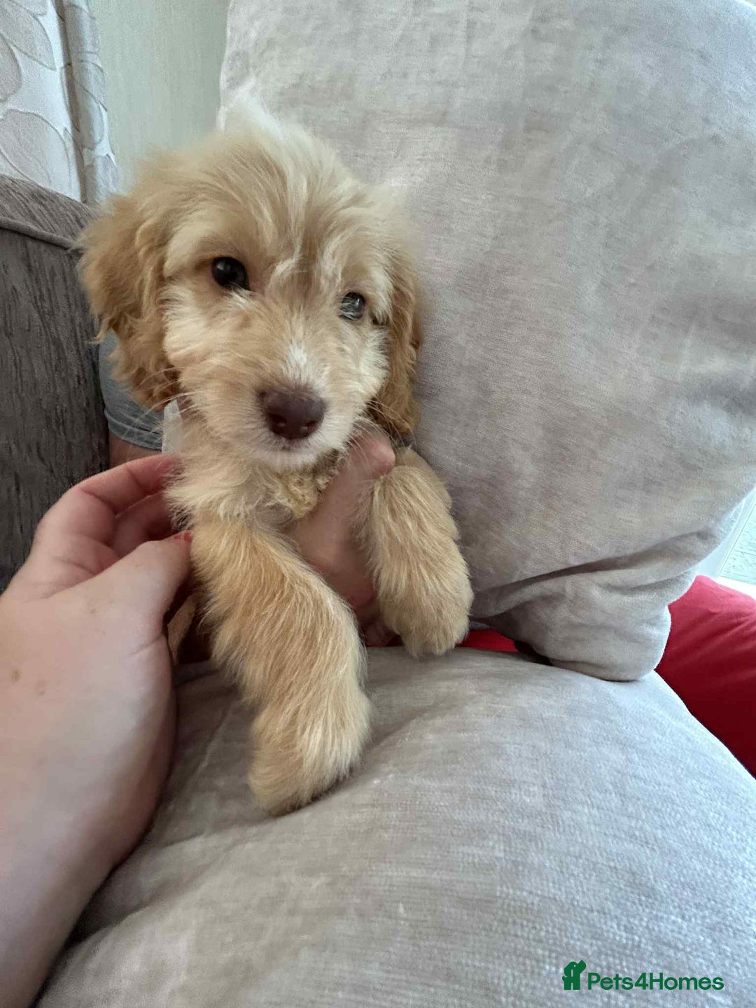 Cockapoo dogs for sale: Ready now !!! Apricot cockerpoos - Image 16