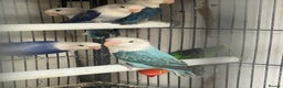 Lovebirds birds for sale: Love birds  - Advert 6