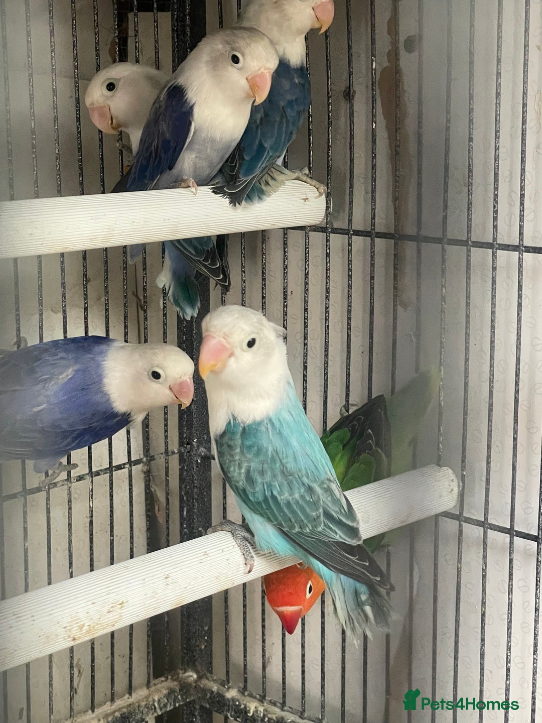 Lovebirds birds for sale: Love birds  - Image 6