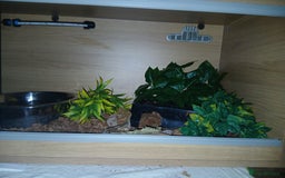 Python Snake reptiles for sale: Butter Special Royal Python w/Full Setup  - Image 4