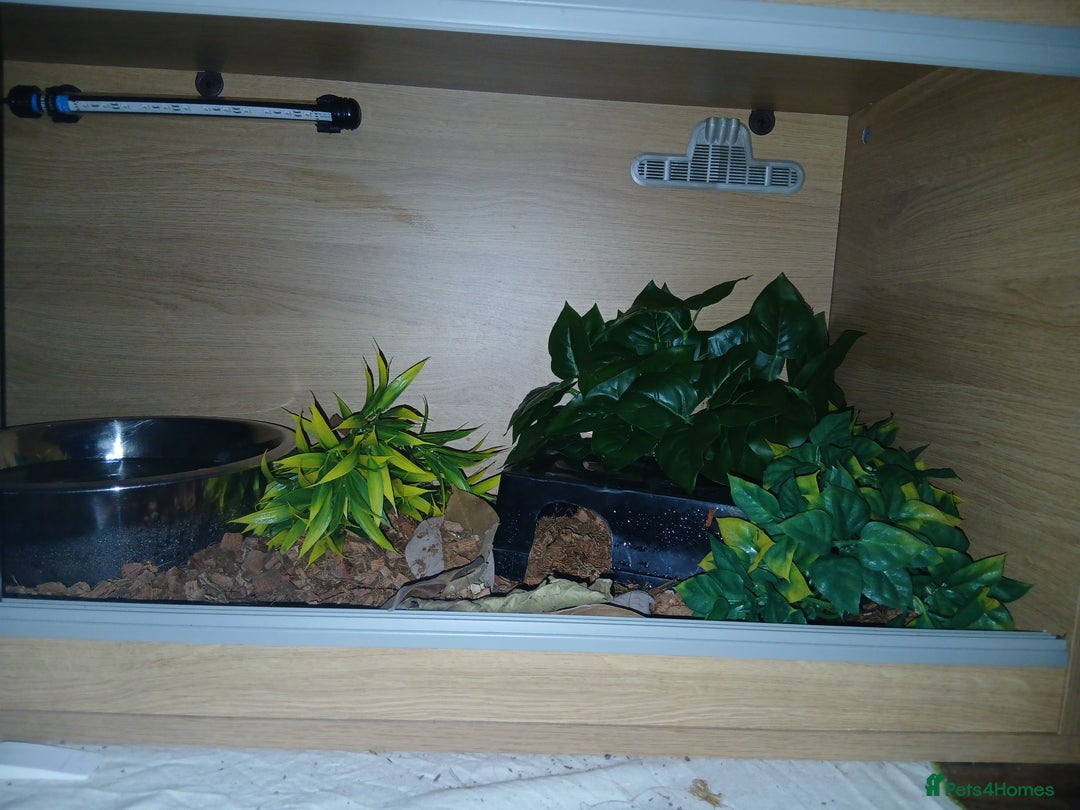 Python Snake reptiles for sale: Butter Special Royal Python w/Full Setup  - Image 4