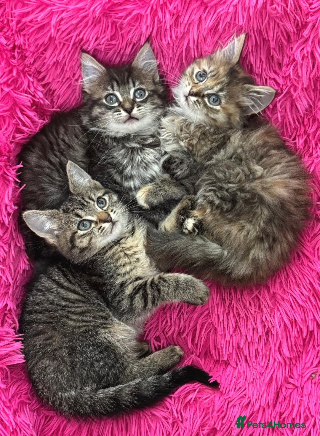 Mixed Breed cats for sale: GORGEOUS FLUFFY KITTENS - Advert 15