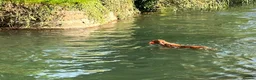 Golden Retriever dogs for stud: Fantastic Golden Retriever Stud  - Advert 7