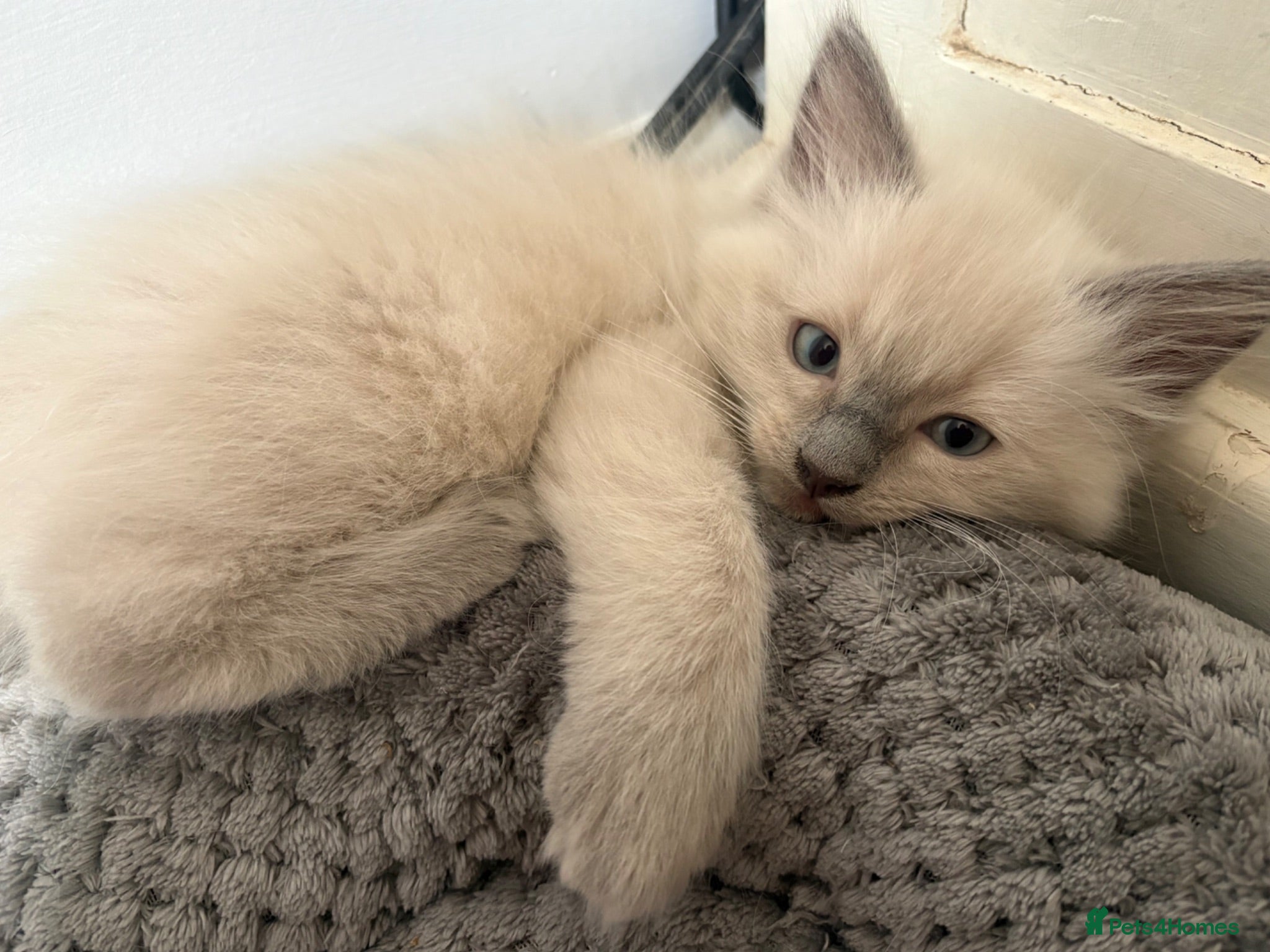 Ragdoll cats 1 boy left🧡Orange blue point mitted PURE RAGDOLL - Advert 15
