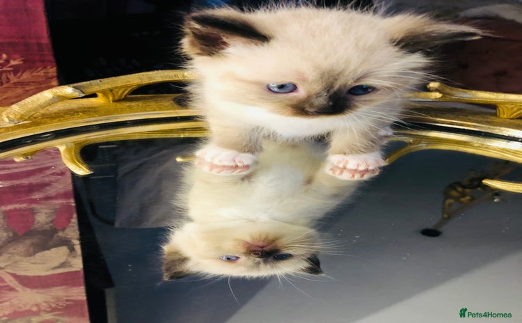 Ragdoll cats - Advert 9