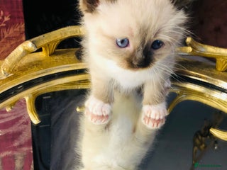 Ragdoll cats - Advert 35