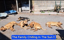 Mixed Breed dogs for sale: A stunning litter of gsd x rottie x mastiff pups  - Image 8