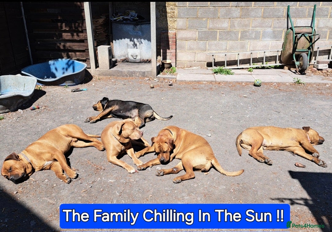 Mixed Breed dogs for sale: A stunning litter of gsd x rottie x mastiff pups  - Image 8