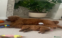 Labradoodle dogs for sale: Stunning red miniature labradoodle puppies - Image 7