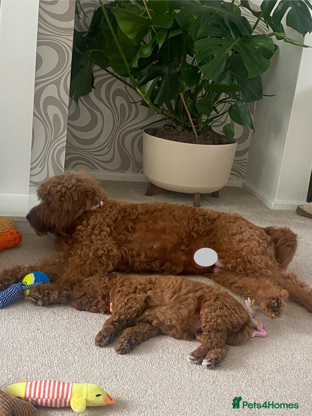 Labradoodle dogs for sale: Stunning red miniature labradoodle puppies - Image 7