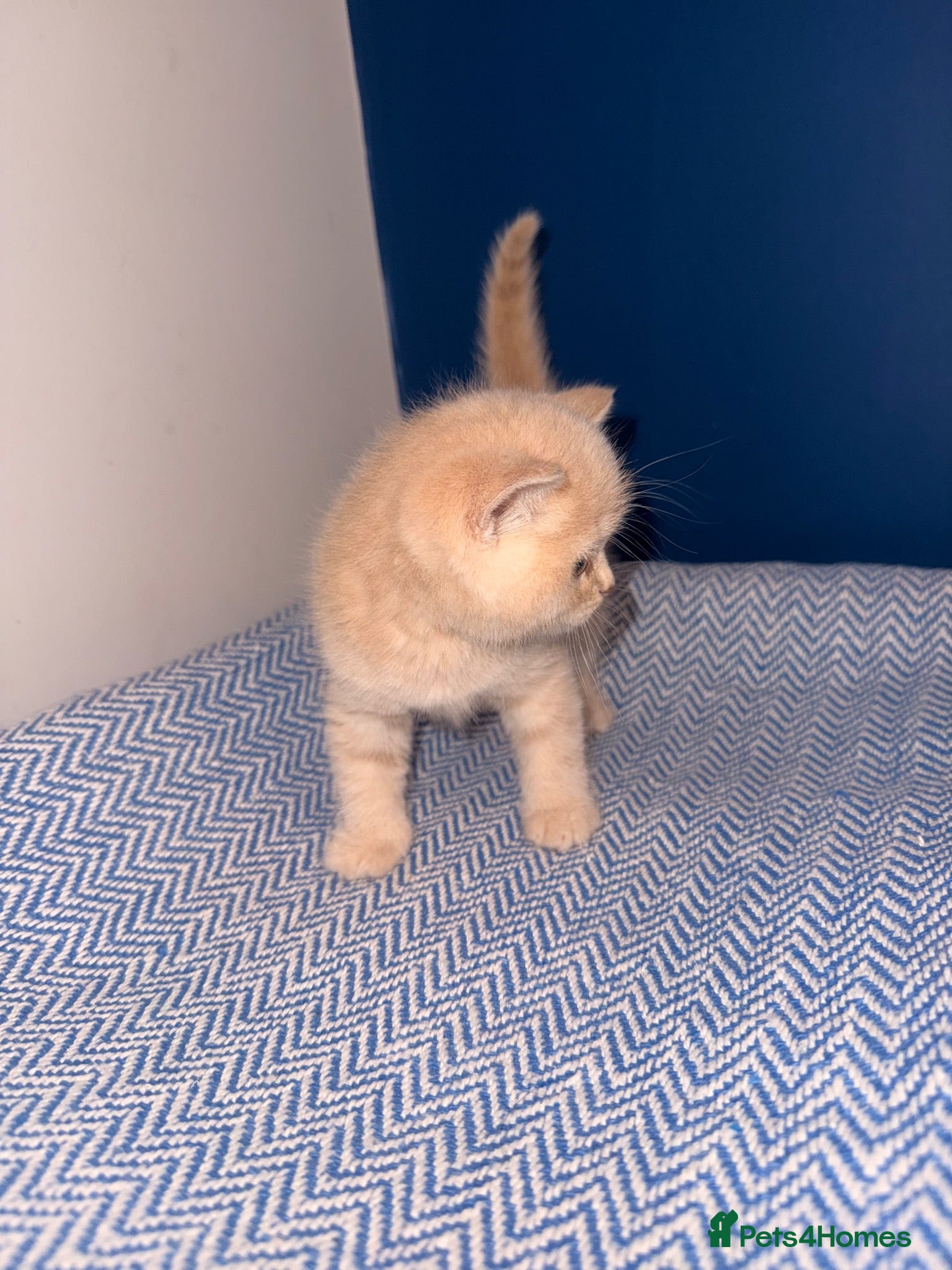 British Shorthair cats GCCF REGISTERED BRITISH SHORTHAIRS  - Advert 1