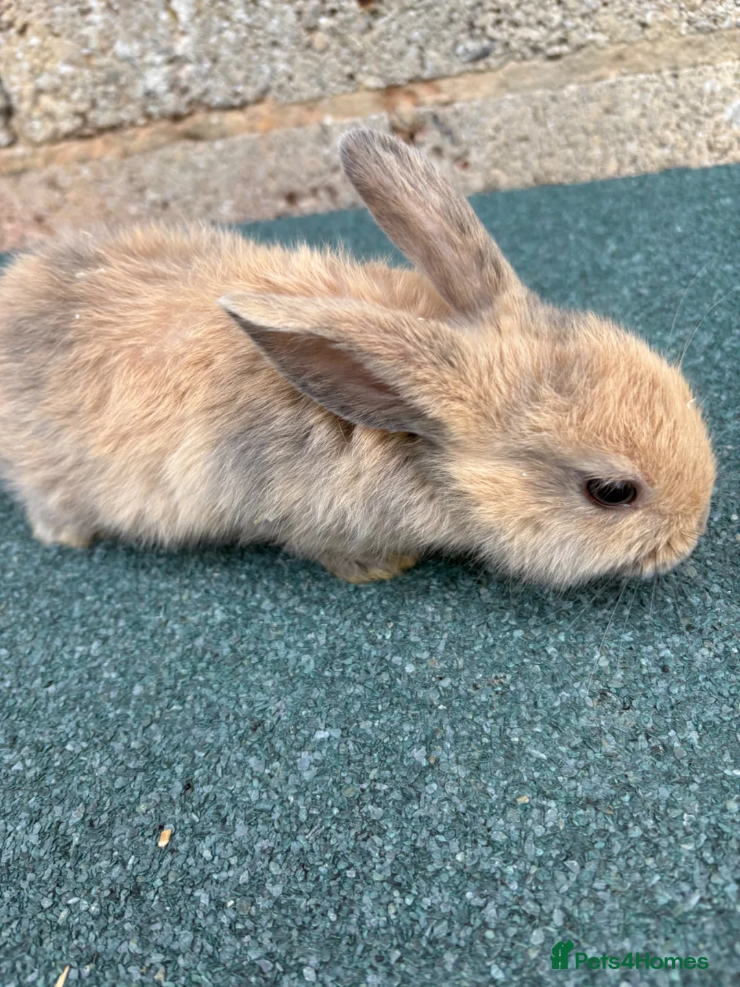 Mixed Breed rabbits for sale: Baby rabbits  - Advert 6