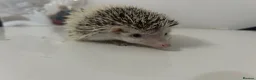 Pygmy Hedgehog rodents for sale: One little girl left - Advert 2
