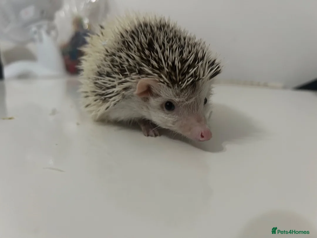 Pygmy Hedgehog rodents for sale: One little girl left - Advert 2