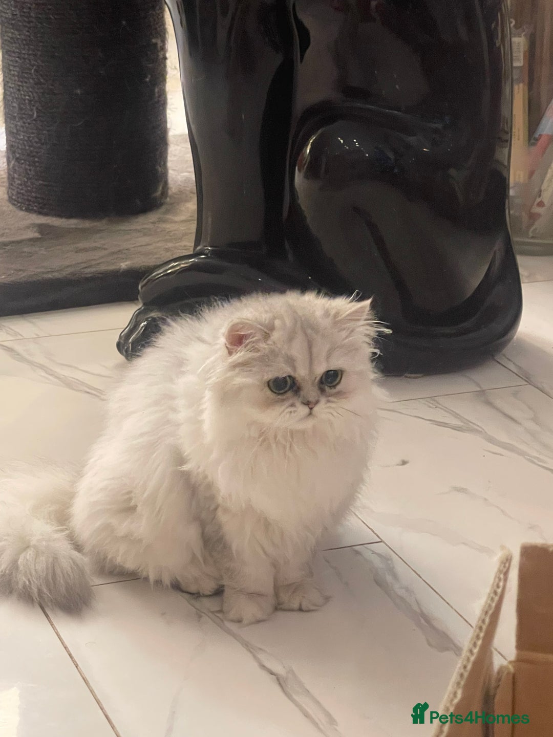 Persian cats for sale: Silver Persian chinchilla kittens  - Advert 3