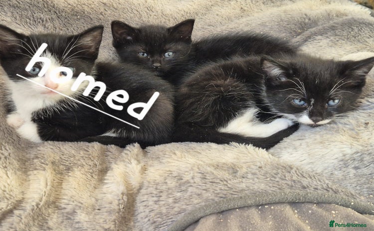 Mixed Breed cats - Advert 2