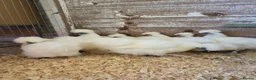 Chickens poultry for sale: White silkie bantam pullets 15 weeks in Wirral - Advert 5