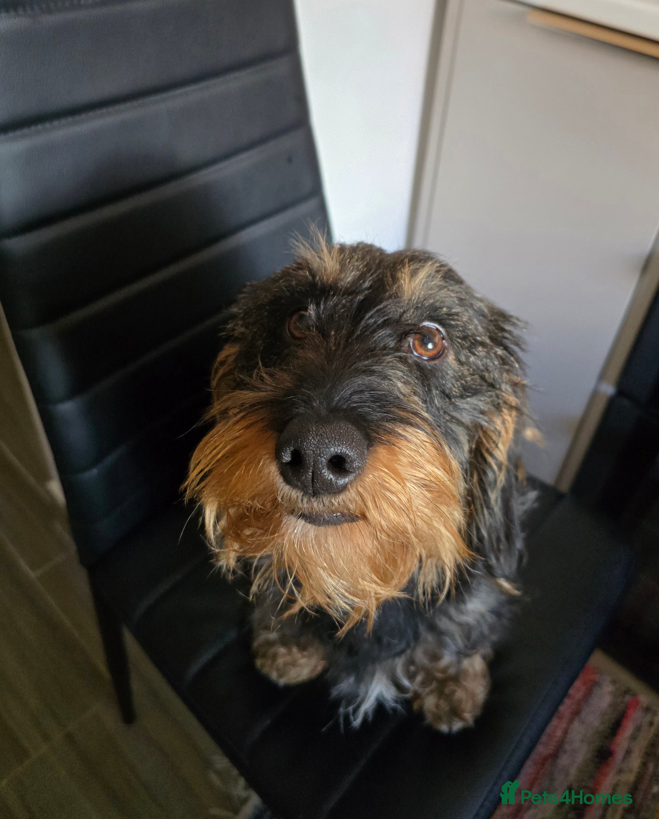 Dachshund dogs Wirehaired daschund for adoption - Advert 2