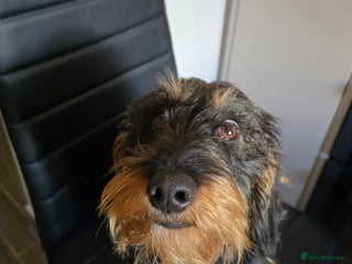 Dachshund dogs Wirehaired daschund for adoption - Advert 2