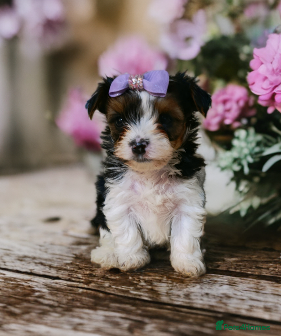 Yorkshire Terrier dogs for sale: Yorkshire terrier-Biro- Biewer-White Ocean Pearl🐶 - Advert 17