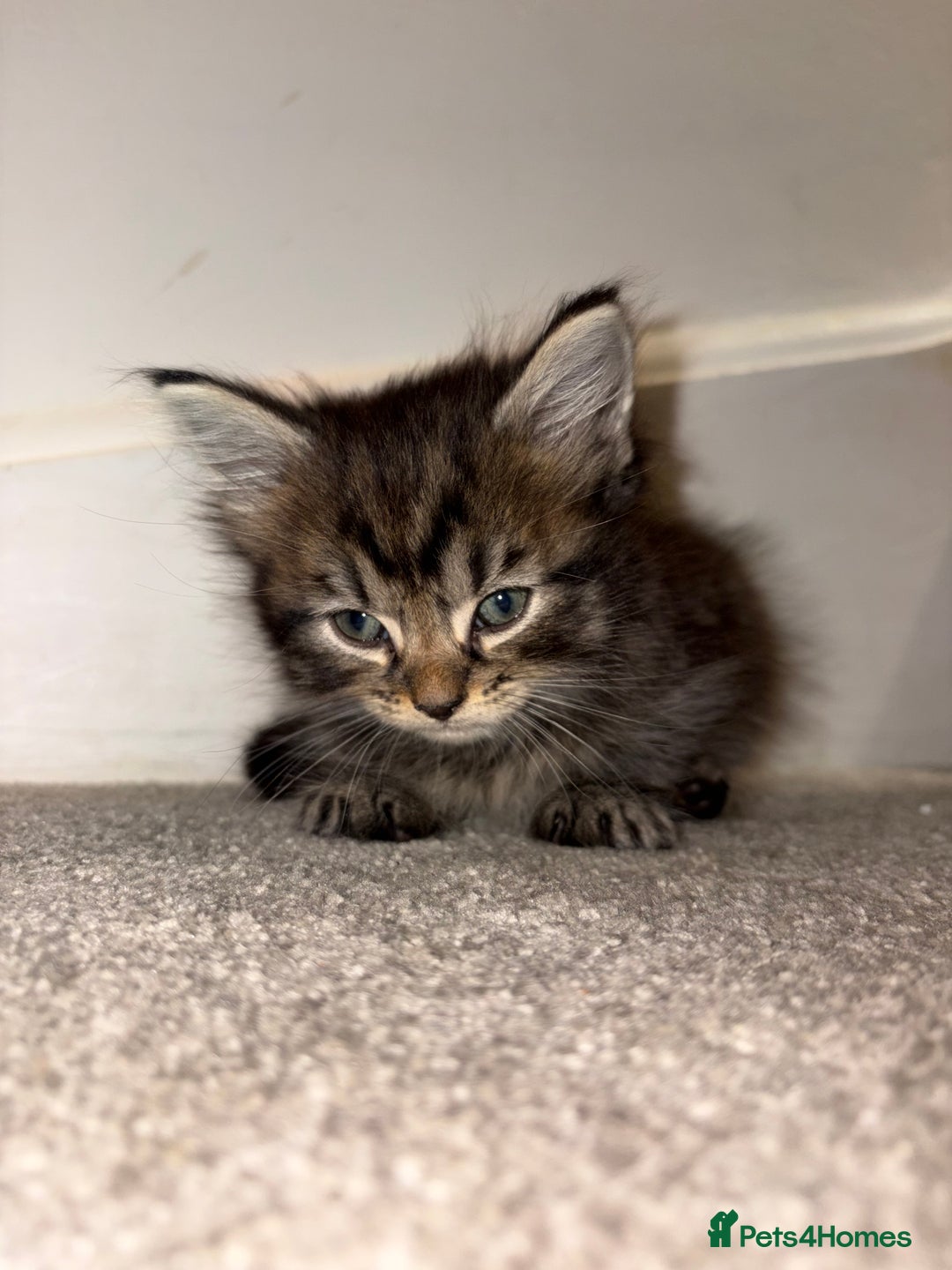 British Longhair cats for sale: 3 British Longhair x Maine Coon Kittens  Ready Now - Advert 7