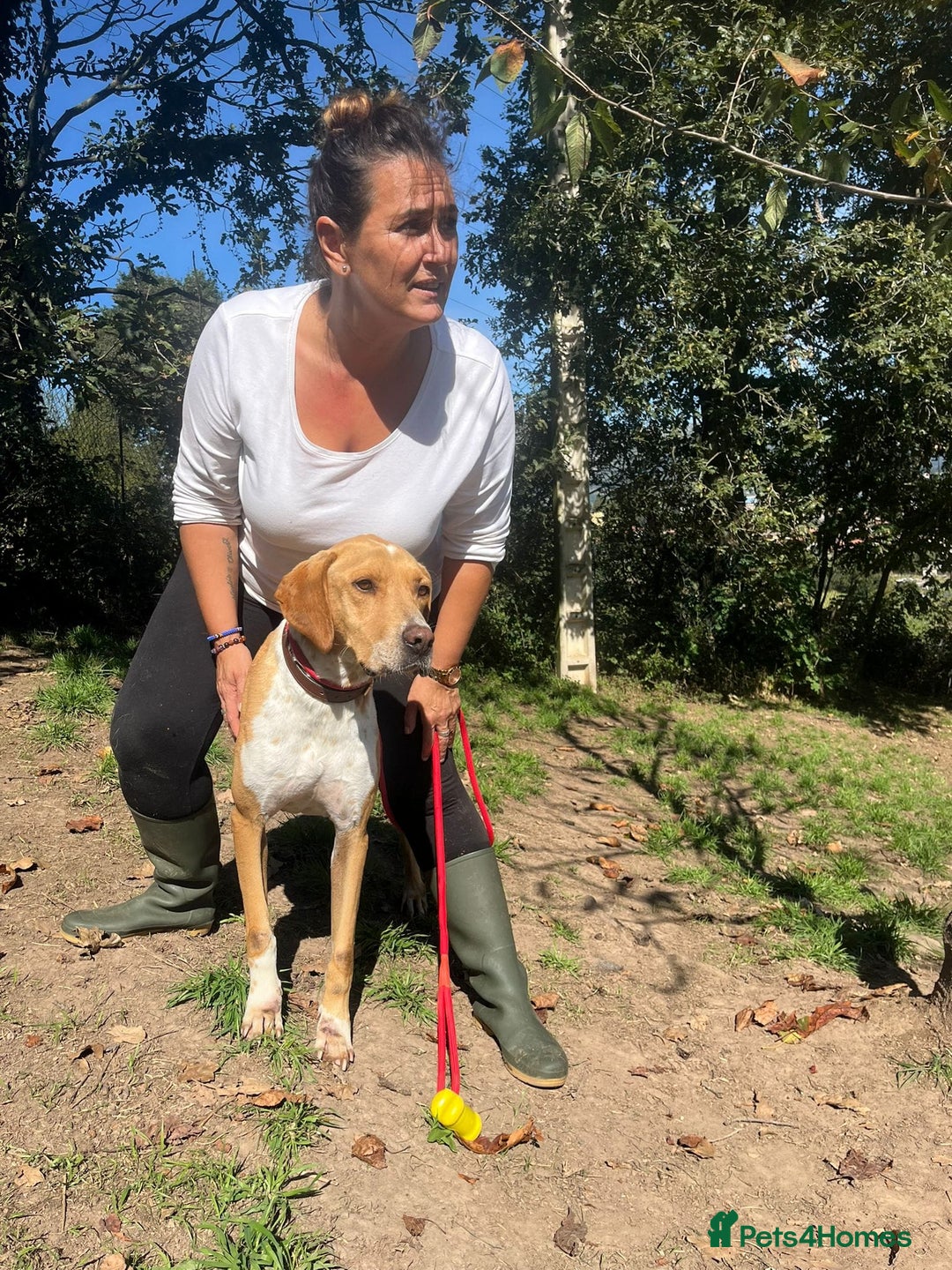 Pointer dogs for adoption: Einar, a gorgeous pointer mix - Image 4