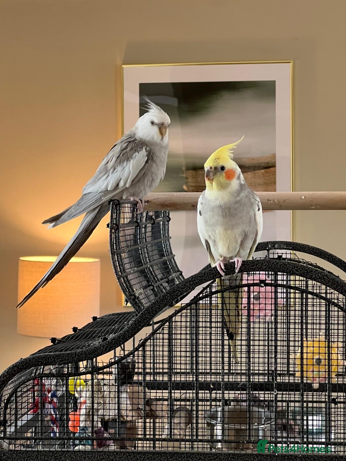 Cockatiels birds Duo of Bonded Cockatiels + Full Setup - Advert 5