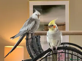 Cockatiels birds Duo of Bonded Cockatiels + Full Setup - Advert 5