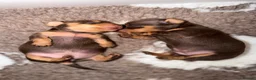 Miniature Dachshund dogs for sale: Chocolate & Tan Miniature Dachshunds | KC - Advert 14