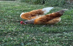 Chickens poultry for sale: Purebred Vorwerk chicks and chickens for sale - Image 7