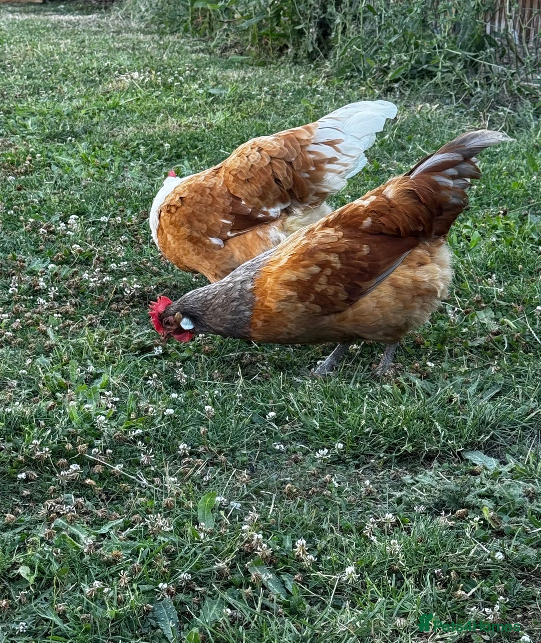 Chickens poultry for sale: Purebred Vorwerk chicks and chickens for sale - Image 7