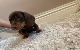 Miniature Dachshund dogs for sale: KC Registered Miniature Dachshund - 2 Boys Left! - Image 11