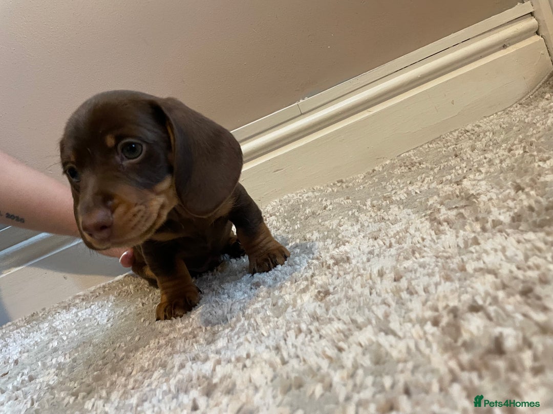 Miniature Dachshund dogs for sale: KC Registered Miniature Dachshund - 2 Boys Left! - Image 11